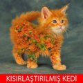 Erencan07237