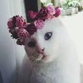 xxCatxx