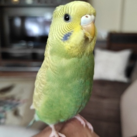 Pangoss