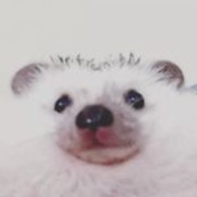 burakkbt