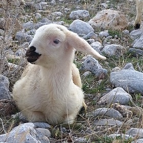 Kalbiyanik