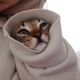 Z0T0E