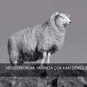 Hostesavcisi1