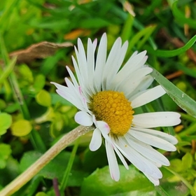 Masal2012