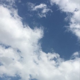 bluebulutt