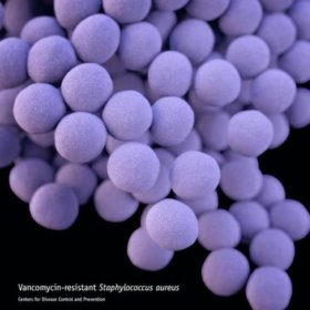 Staphylococcus