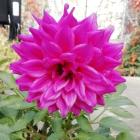 Mavibusee