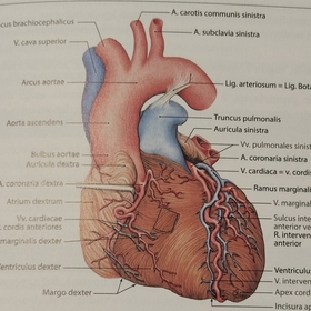 AdyamanlıDoktor