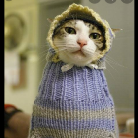 kahküllü_kedi