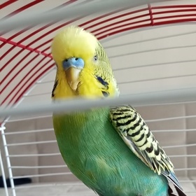 Bokalemun