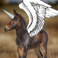 Hapşuçokyaşa