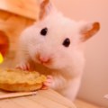 Hammster