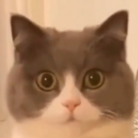 MuhittinXHORSE