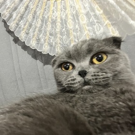 gokceksdn
