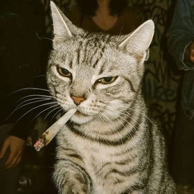 adressizmektub