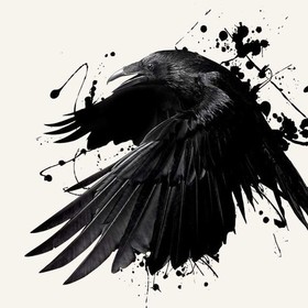 Raven455