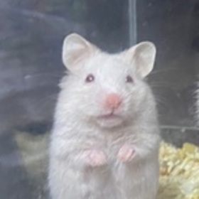 Selmaçukulata