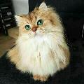 Daisyynur