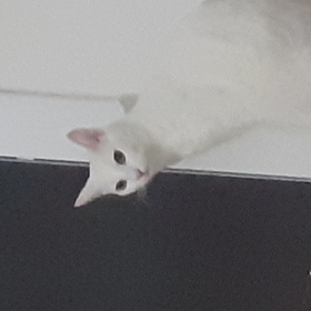 visnesuyuuu