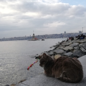 derincann