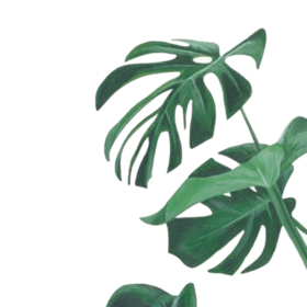 Moroides