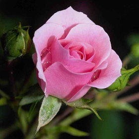 Love_ist_belle