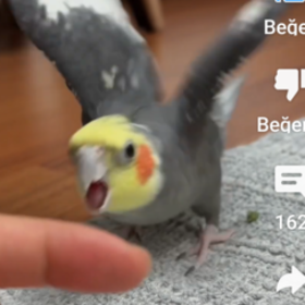 skibididopdop