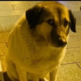 kürtlaç