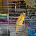 Ahmet4364