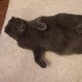 Çileklireçell