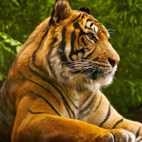 Tigerxxxxx