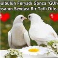 cezmettin