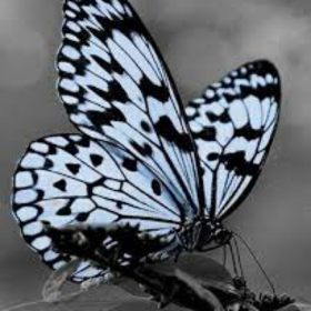 butterfly_13