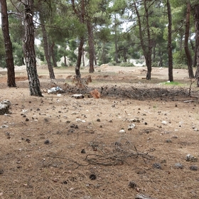 birgariphanci