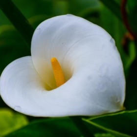 Opila
