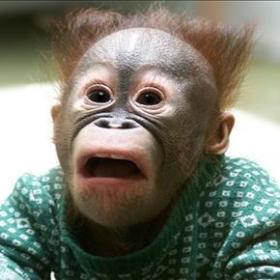 orhangutann
