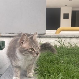böhöcü