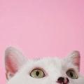 thekatze