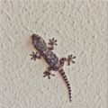 kertenkelebekxer