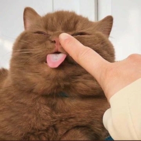 Mocaccino