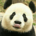 JaponPanda