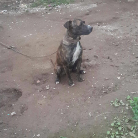 burakgd