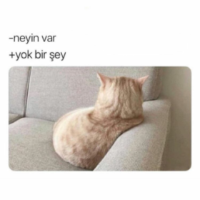 kedicisi