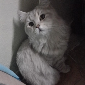 Ghostilayda