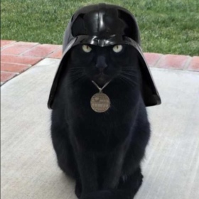 Kedi_Besleyen_Fare
