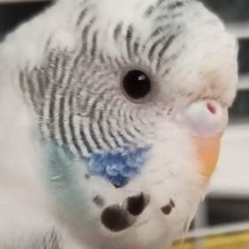 Cellatsellasella