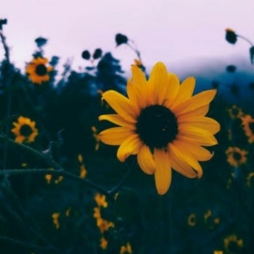 theorangecamomiles