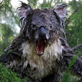 WetKoala06