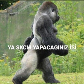 napimmorq