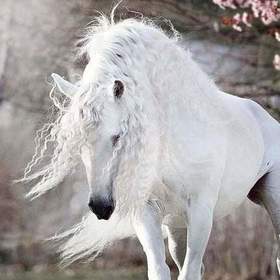 Aslan991